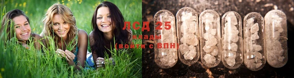 прущие грибы Балабаново
